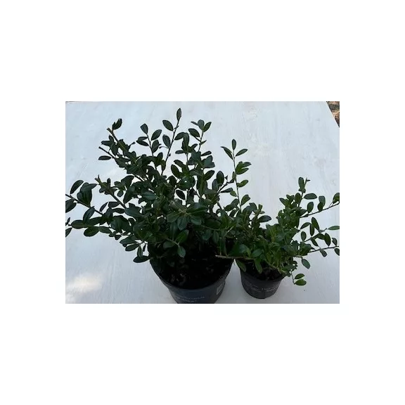 Ilex crenata 