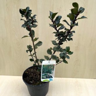 Ilex x meservae 'Blue Prince'