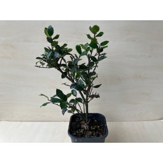 Ilex x meservae 'Blue Prince'