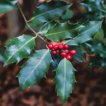 Ilex meservae 'Blue Princess'
