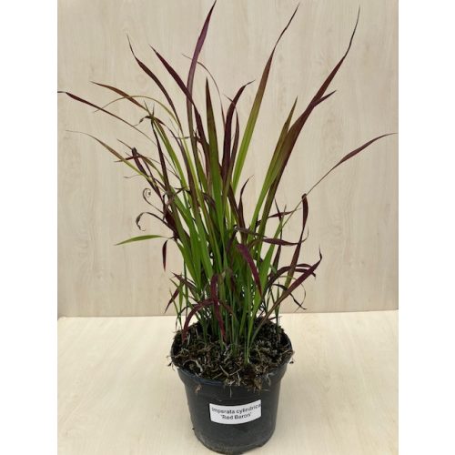 Imperata cylindrica 