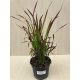 Imperata cylindrica 