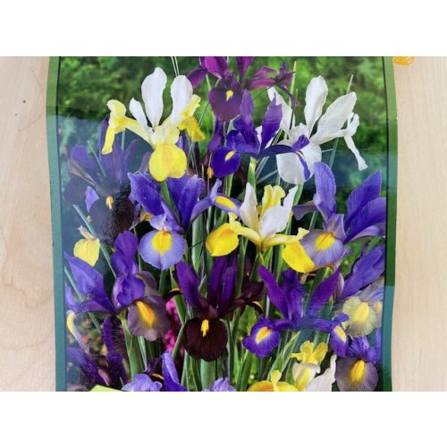 Iris hollandica 10 ks