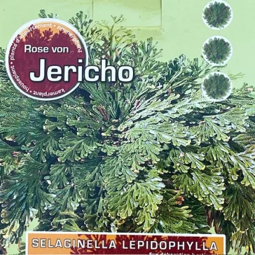 Selaginella lepidophylla