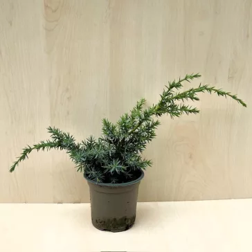 Juniperus chinensis 'Blue Alps'