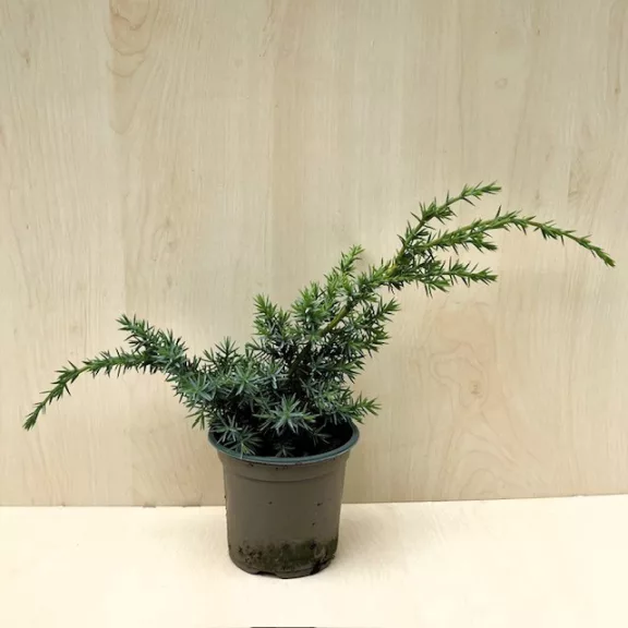 Juniperus chinensis 'Blue Alps' Juniperus chinensis 'Blue Alps'