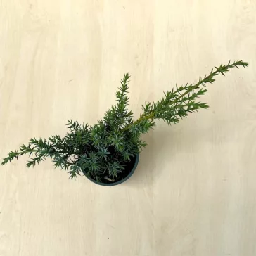 Juniperus chinensis 'Blue Alps'