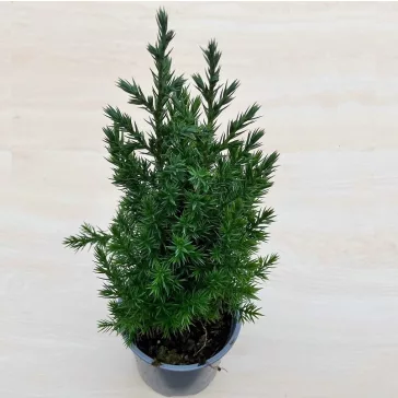 Juniperus chinensis 'Stricta'