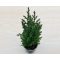 Juniperus chinensis 'Stricta'