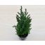 Juniperus chinensis 'Stricta'