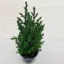 Juniperus chinensis 'Stricta'