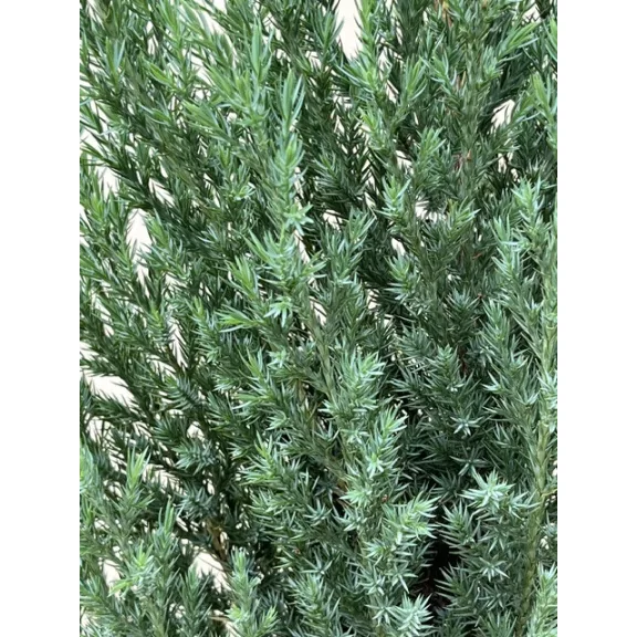 Juniperus chinensis 'Stricta'