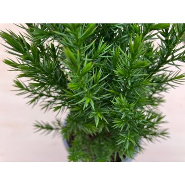 Juniperus chinensis 'Stricta'