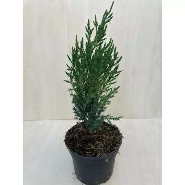 Juniperus chinensis 'Stricta'