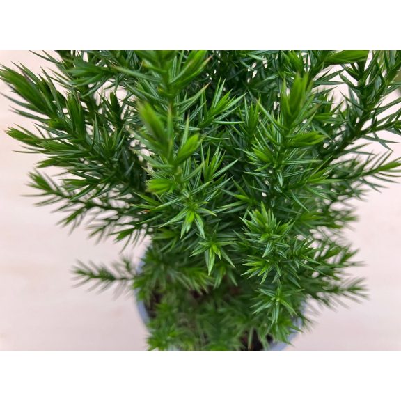 Juniperus chinensis 'Stricta'