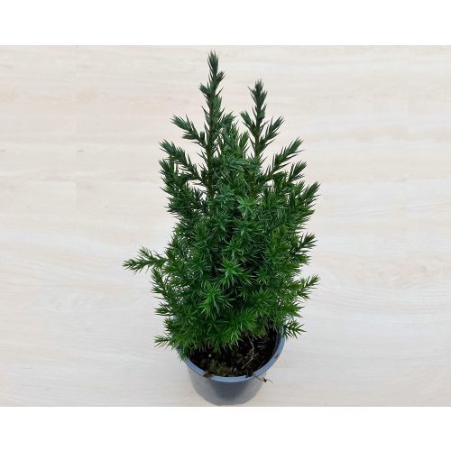 Juniperus chinensis 'Stricta'