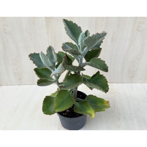 Kalanchoe beharensis 'Fang'