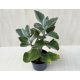 Kalanchoe beharensis 'Fang'