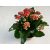 Kalanchoe blossfeldiana