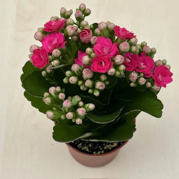 Kalanchoe blossfeldiana Kalanchoe blossfeldiana