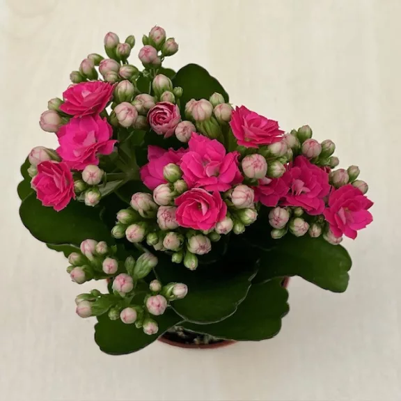 Kalanchoe blossfeldiana Kalanchoe blossfeldiana