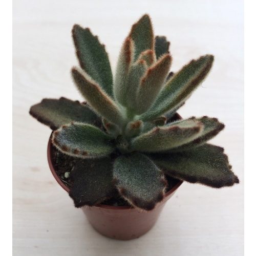 Kalanchoe tomentosa 'Chocolate soldier'