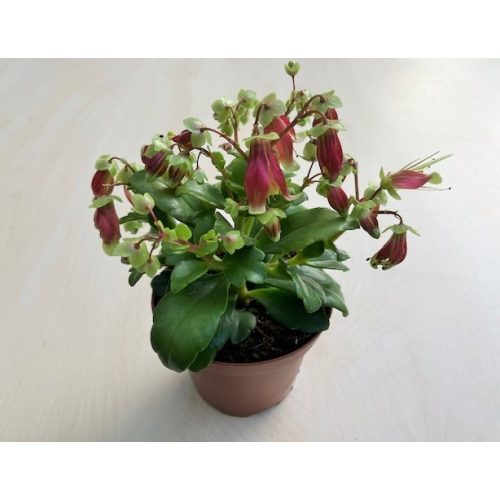 Kalanchoe 'Dream Bells' 