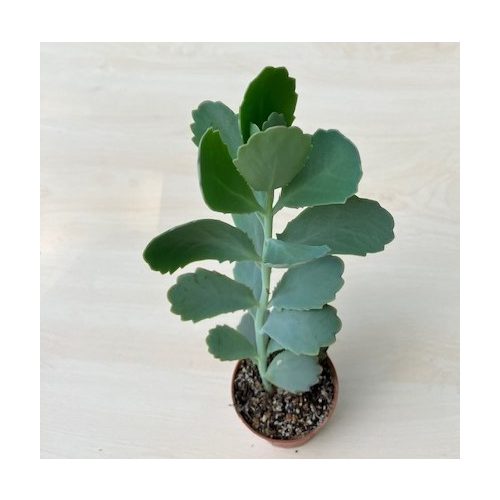 Kalanchoe fedtschenkoi