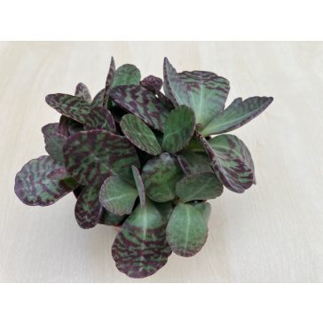 Kalanchoe humilis 'Desert Surprise' 