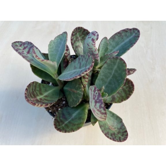 Kalanchoe humilis 'Desert Surprise' 