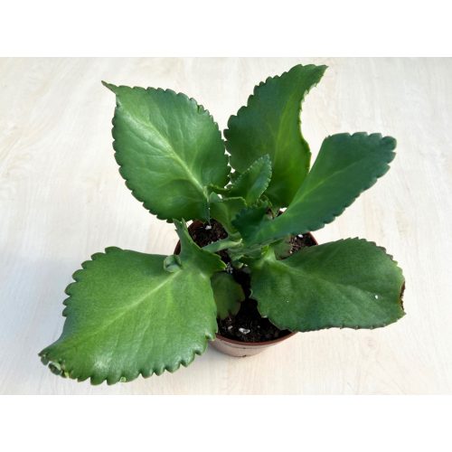 Kalanchoe laetivirens