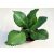 Kalanchoe laetivirens