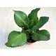 Kalanchoe laetivirens