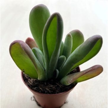 Kalanchoe luciae ‘Oricula’