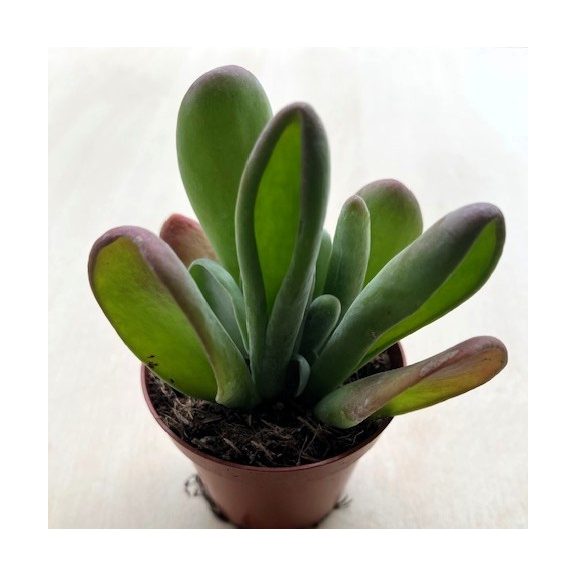 Kalanchoe luciae ‘Oricula’