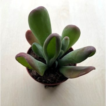 Kalanchoe luciae ‘Oricula’