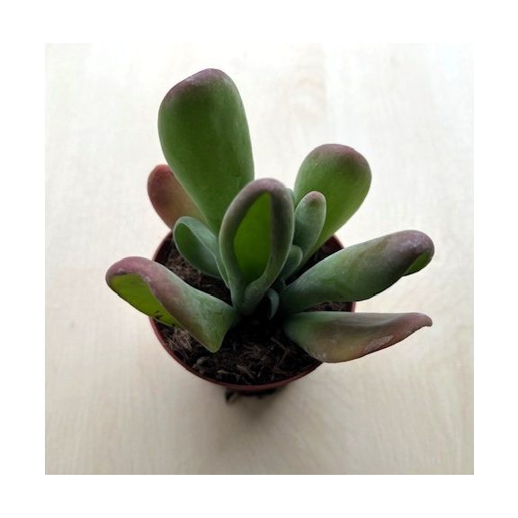 Kalanchoe luciae ‘Oricula’