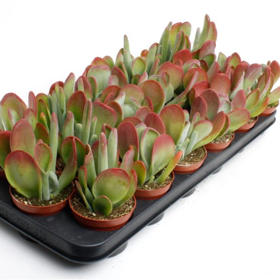 Kalanchoe luciae ‘Oricula’