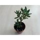 Kalanchoe 'Lucky Bells'