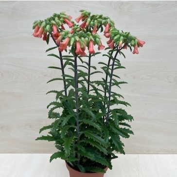 Kalanchoe 'Lucky Bells' - after blooming