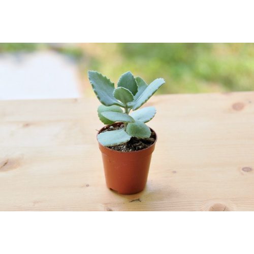 Kalanchoe millotii