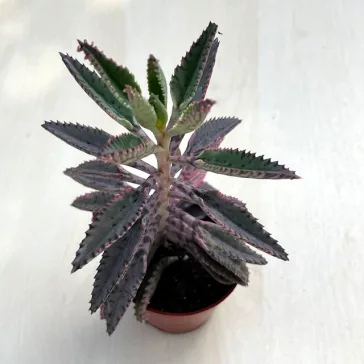 Kalanchoe 'Pink butterfly' M size