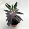 Kalanchoe 'Pink butterfly' M size