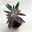 Kalanchoe 'Pink butterfly' M size