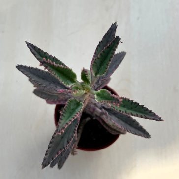 Kalanchoe 'Pink butterfly' M size