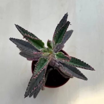 Kalanchoe 'Pink butterfly' M size