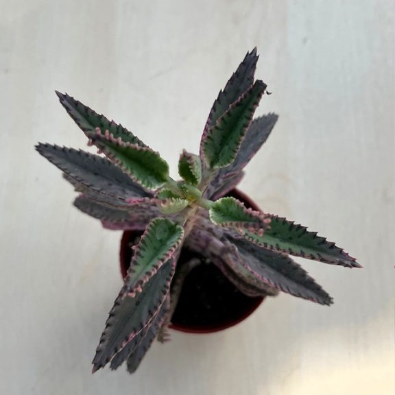 Kalanchoe 'Pink butterfly' M size