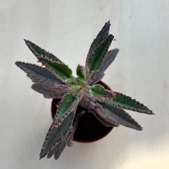 Kalanchoe 'Pink butterfly' M size