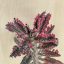 Kalanchoe 'Pink butterfly' M size