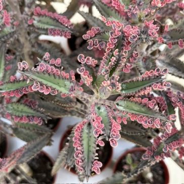 Kalanchoe 'Pink butterfly' M size